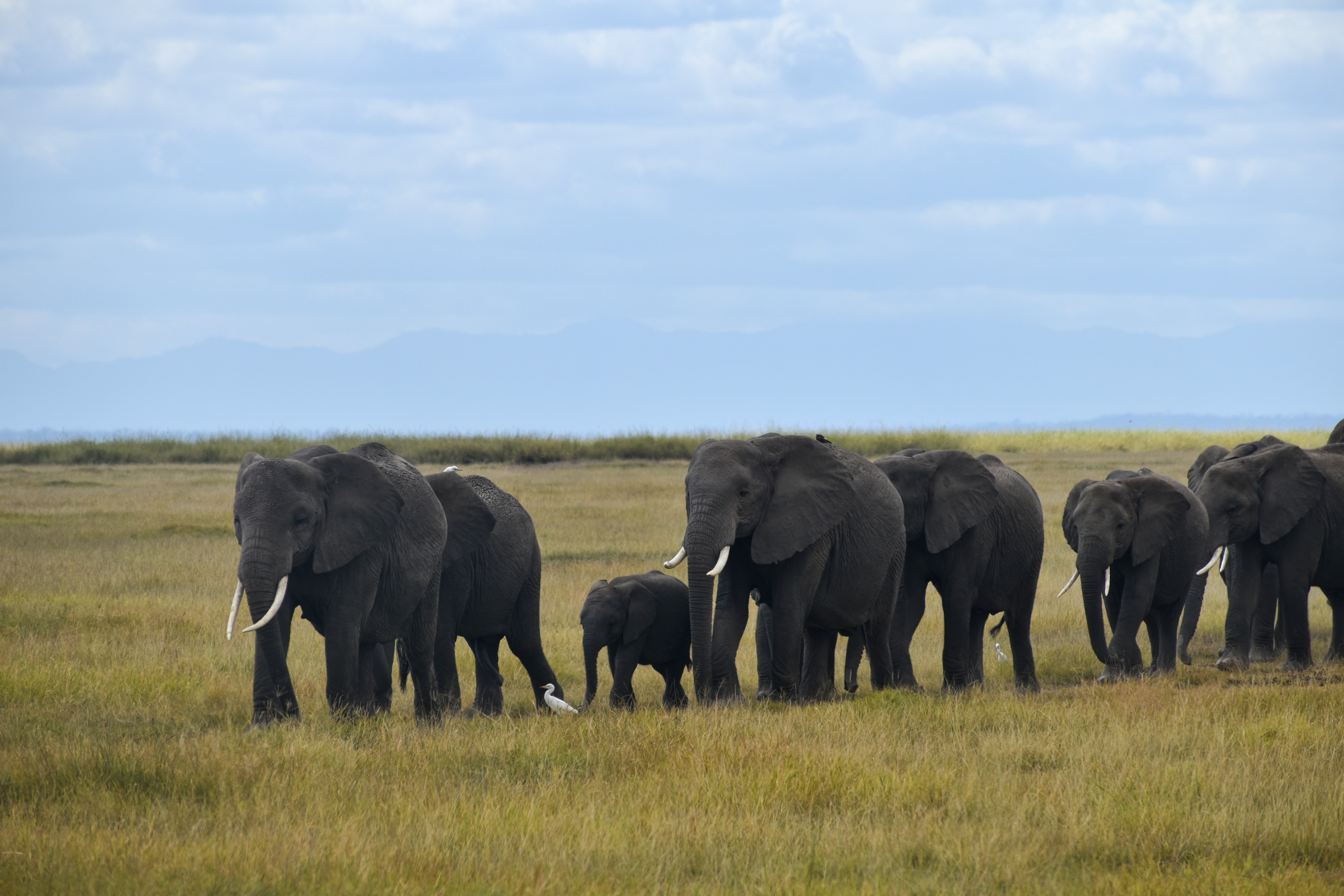 Elephant herd