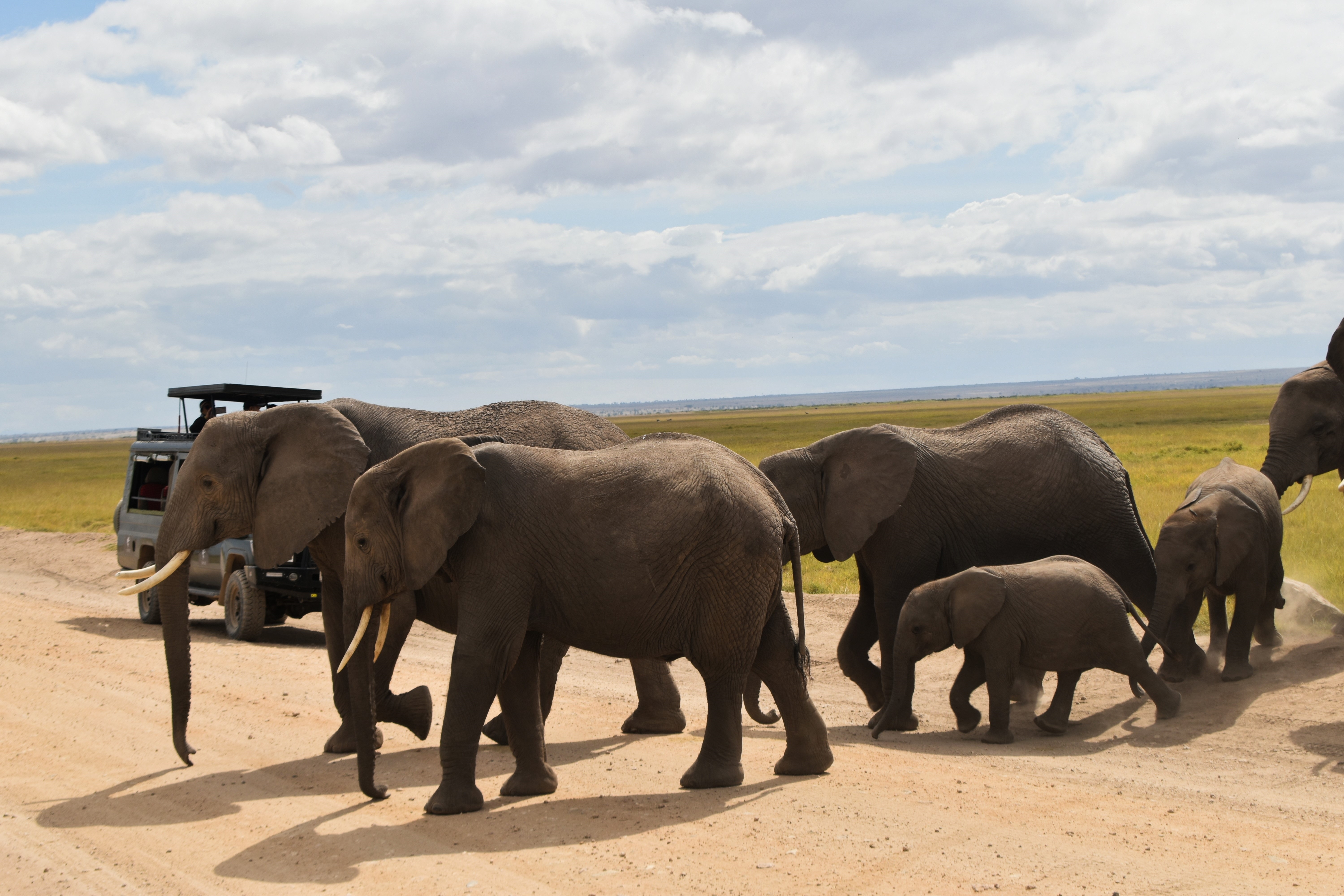 Elephant herd at watering hole