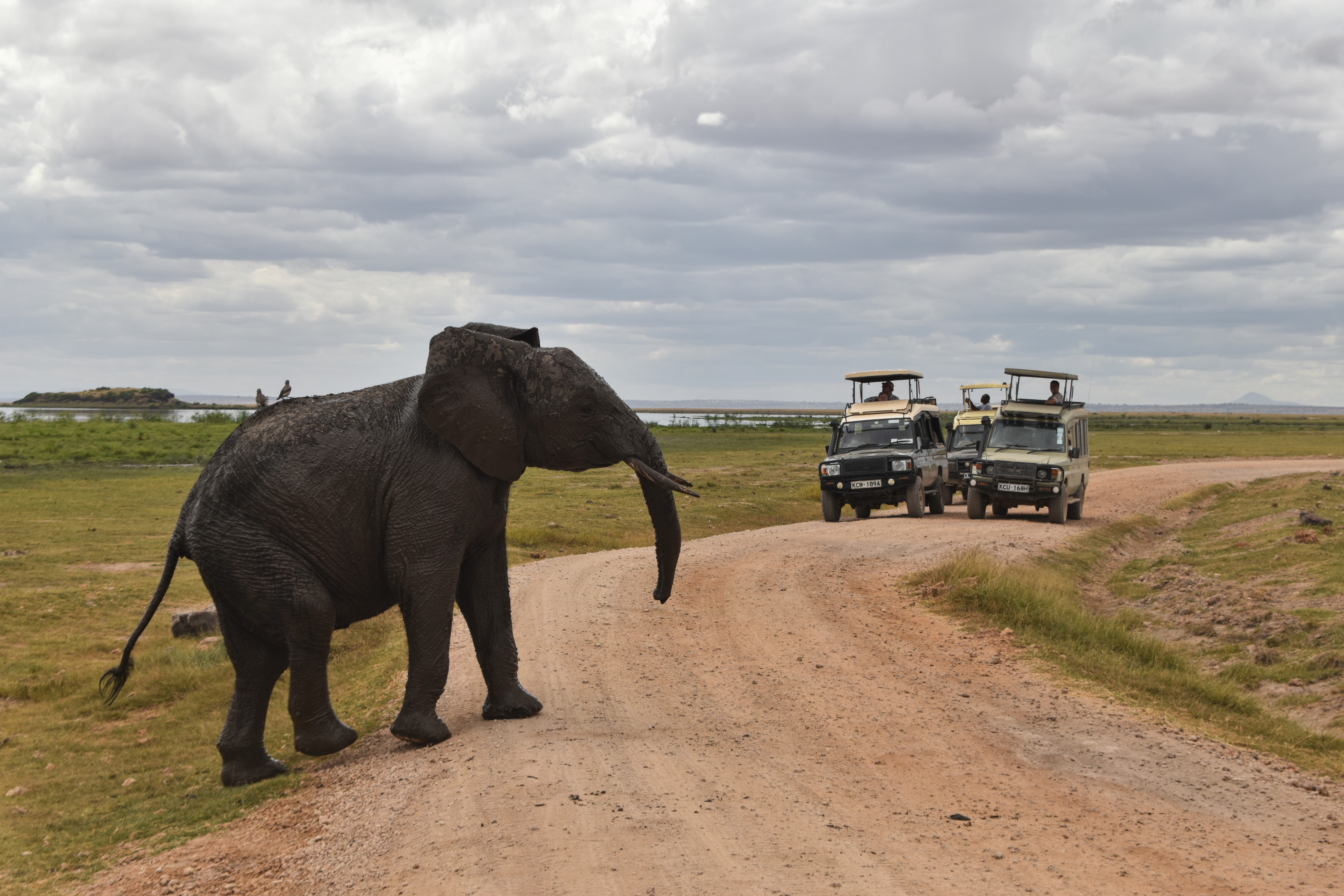 Wildlife safari experience