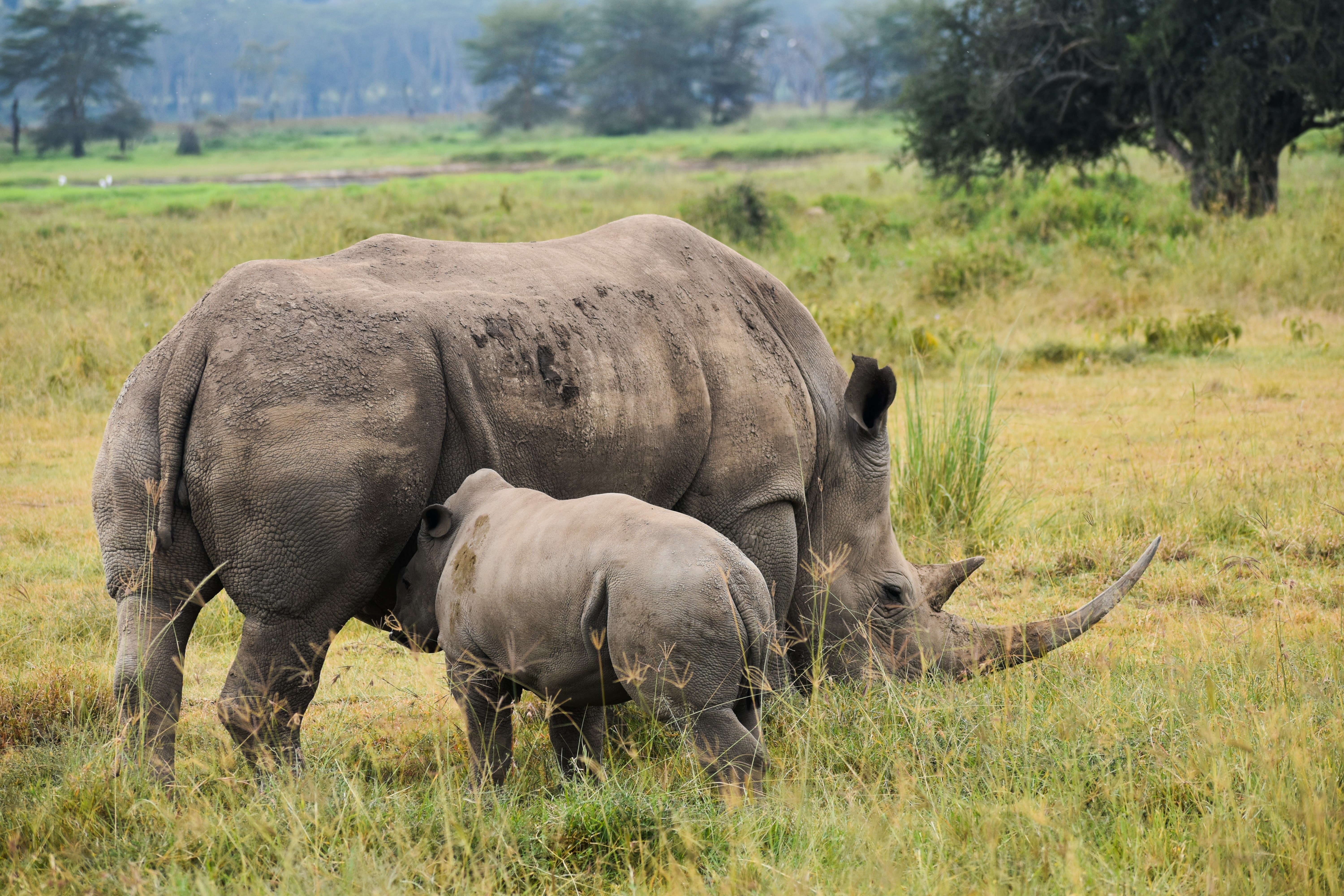 Bespoke luxury safari experiences in Kenya