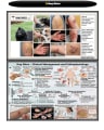 DOG BITES : PROFESSIONAL CLINICAL REFERENCE GUIDE ACADEMICLEVEL: POST-GRADUATE cover