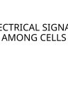 ELECTRICAL SIGNALS AMONG CELLS cover