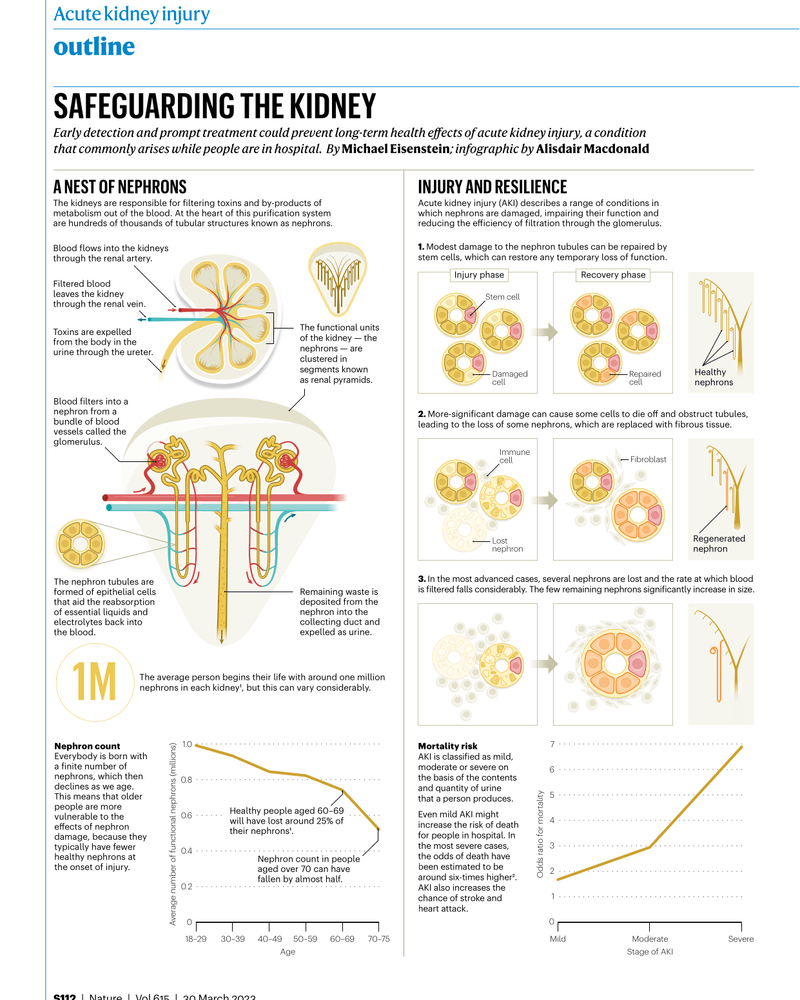SAFEGUARDING THE KIDNEY cover