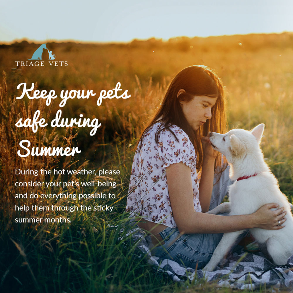 Veterinary Clinic Brand Identity: Transforming Triage Vets Animal Social Media