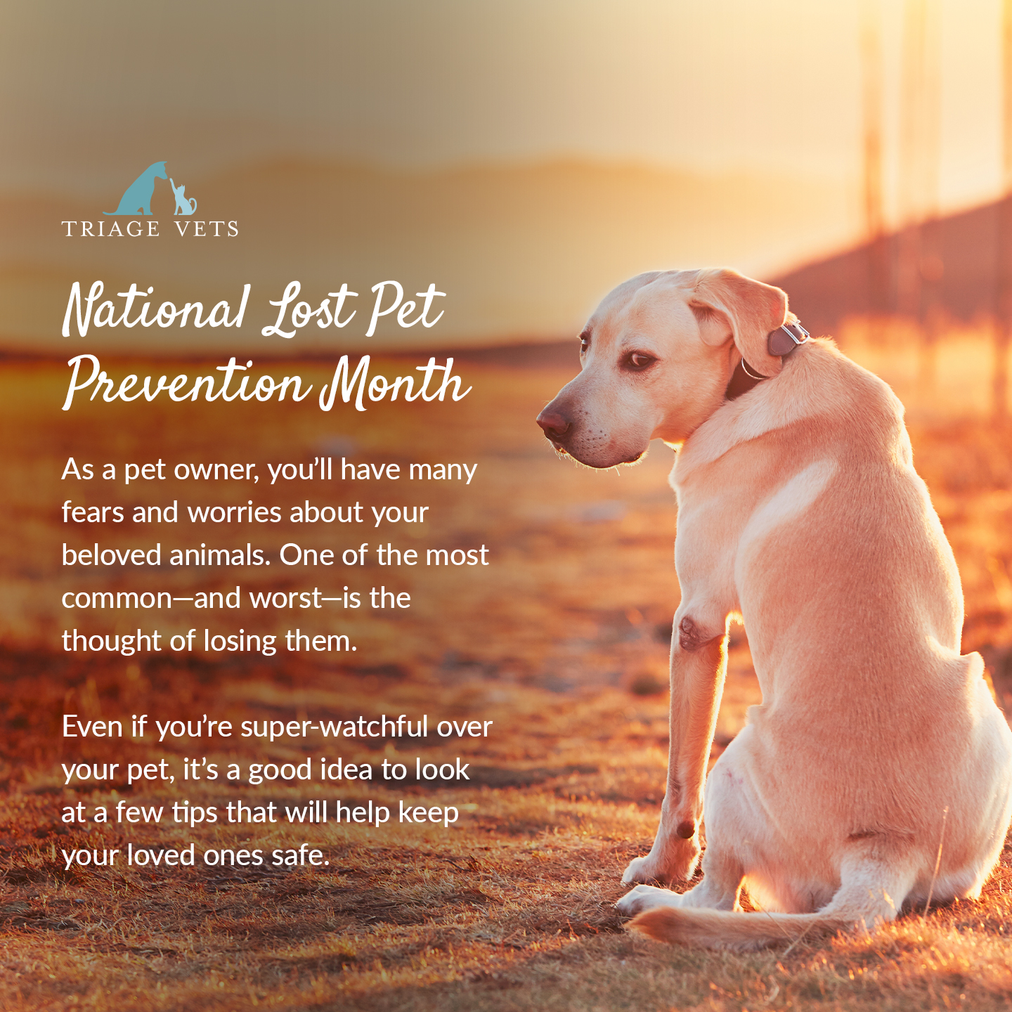 Veterinary Clinic Brand Identity: Transforming Triage Vets Animal Social Media
