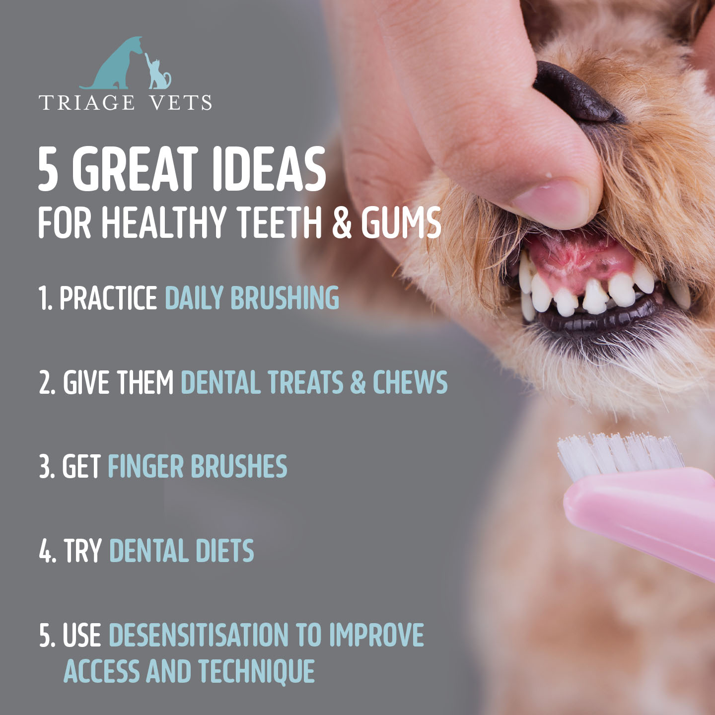 Veterinary Clinic Brand Identity: Transforming Triage Vets Animal Social Media