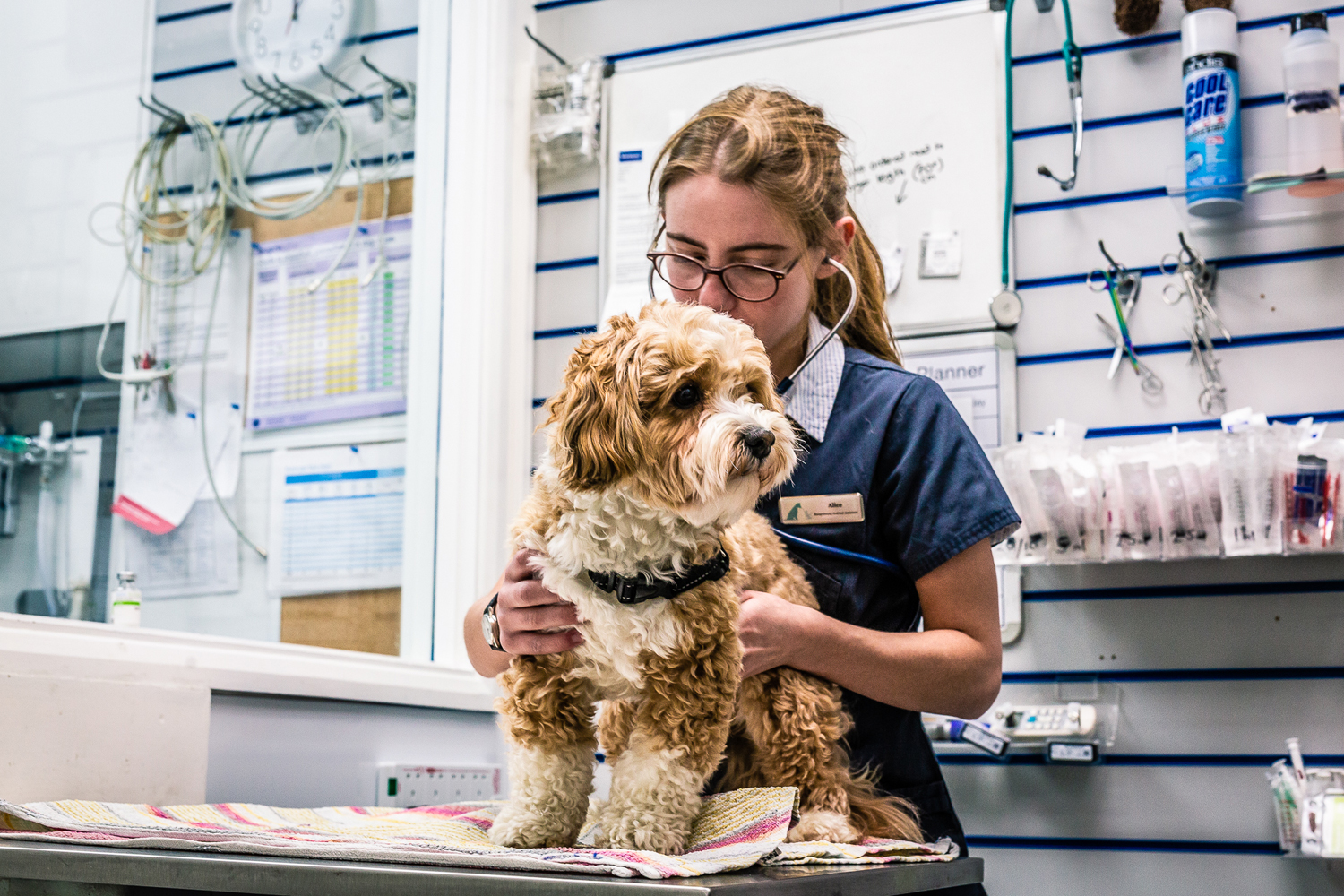 Veterinary Clinic Brand Identity: Transforming Triage Vets Photography