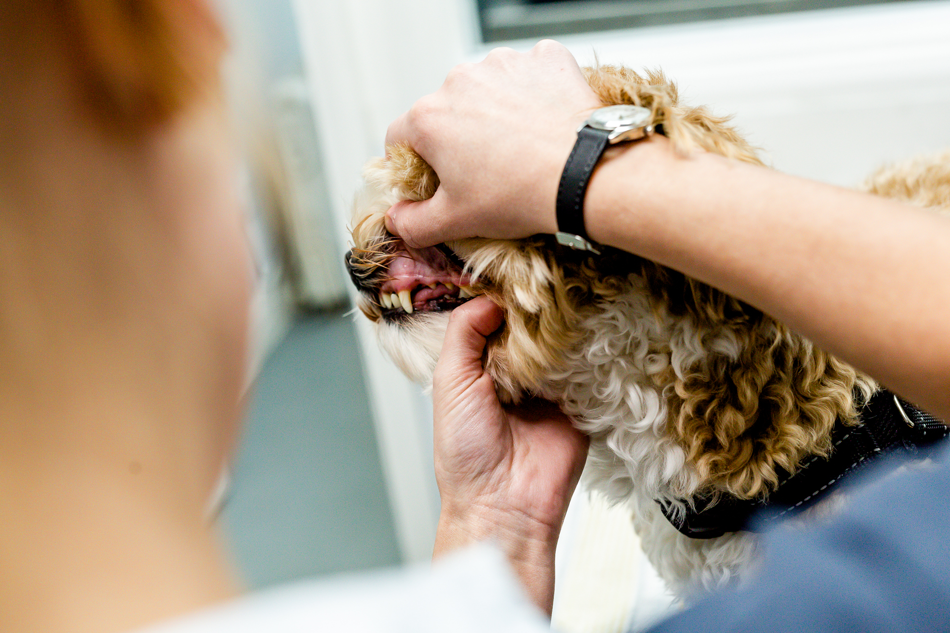 Veterinary Clinic Brand Identity: Transforming Triage Vets Animal Photography