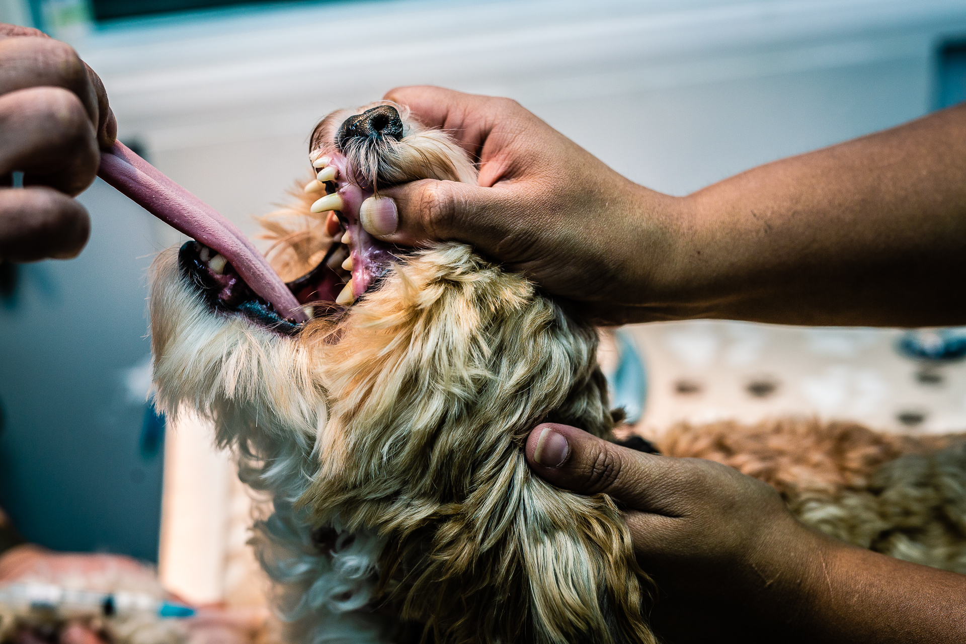 Veterinary Clinic Brand Identity: Transforming Triage Vets Animal Photography