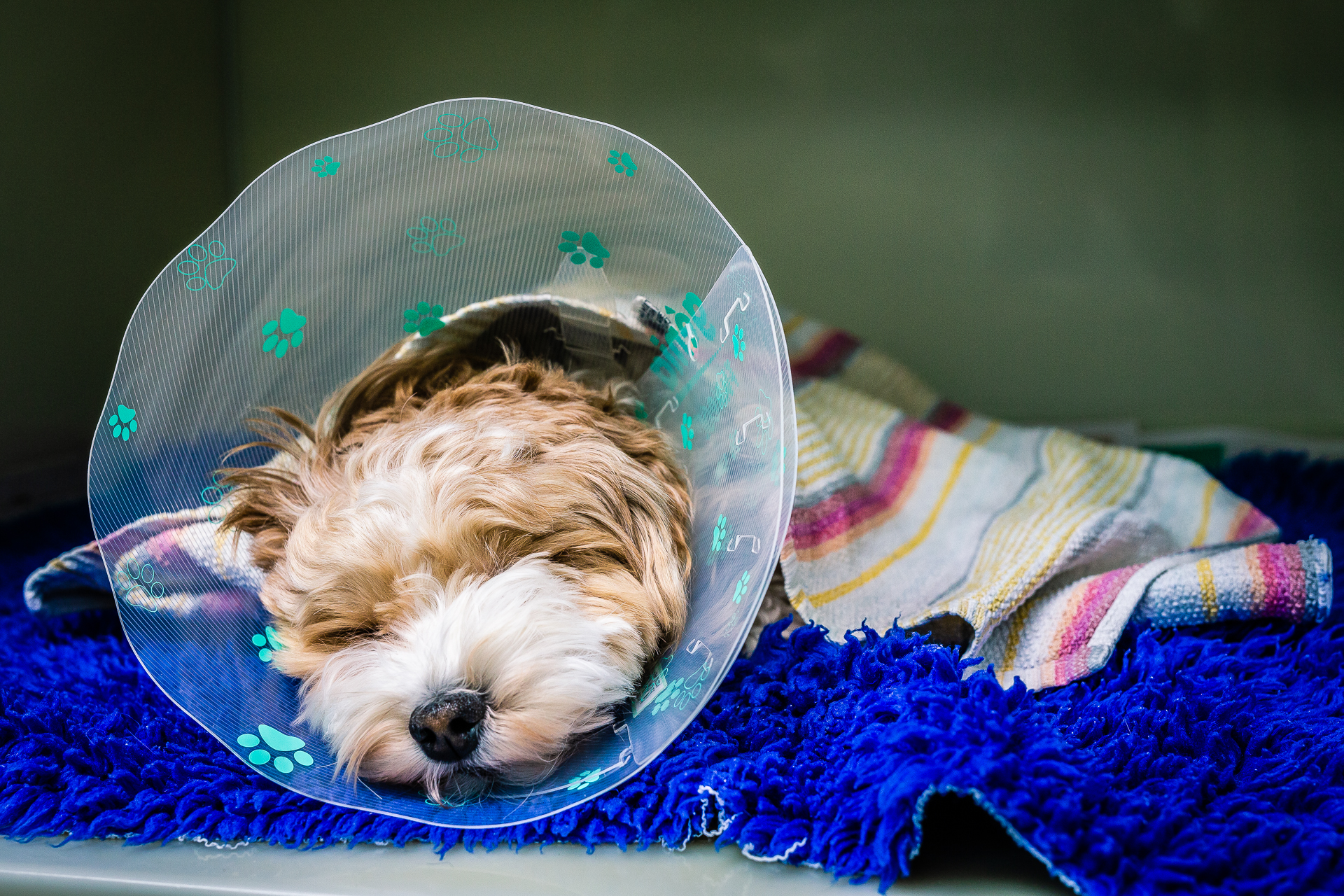 Veterinary Clinic Brand Identity: Transforming Triage Vets Animal Photography