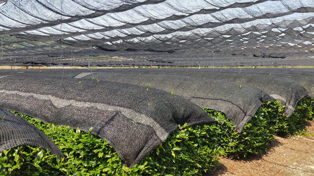 Campos sombreados matcha