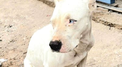 Campaña: necesita de nosotros