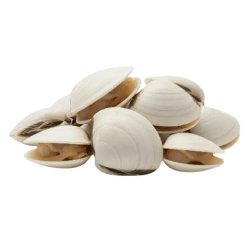 Almejas Blancas