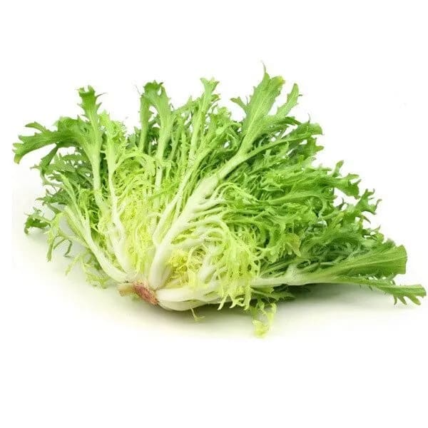Escarola