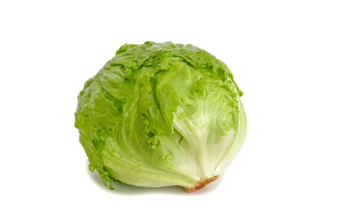 Lechuga Iceberg