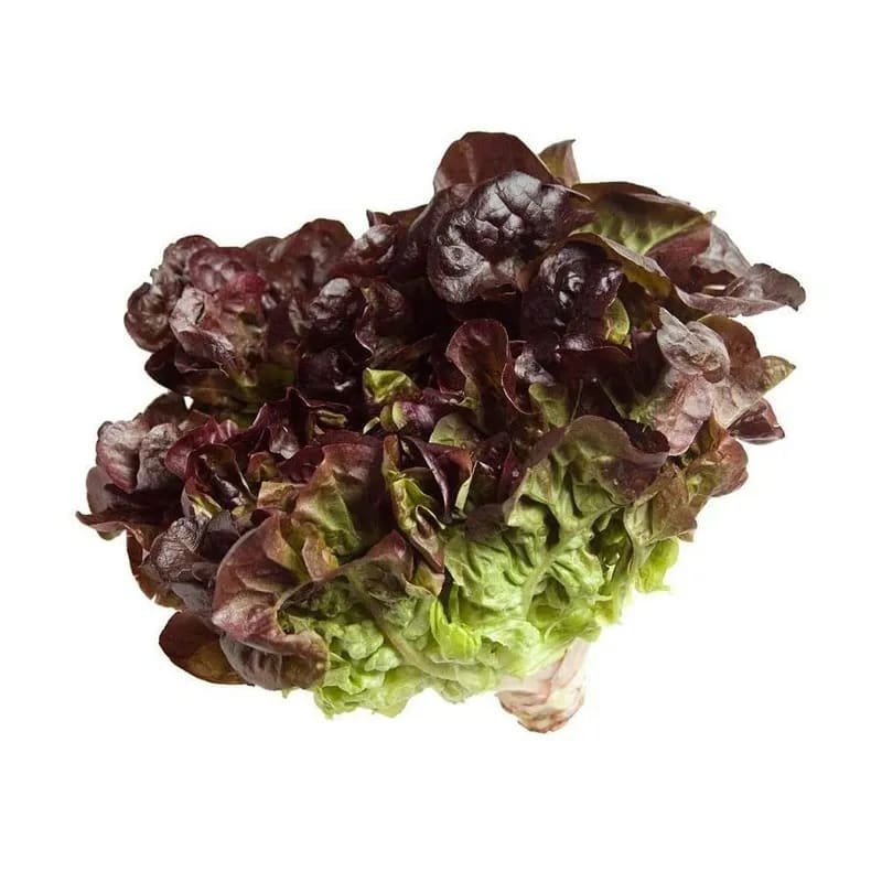 Lechuga Roble