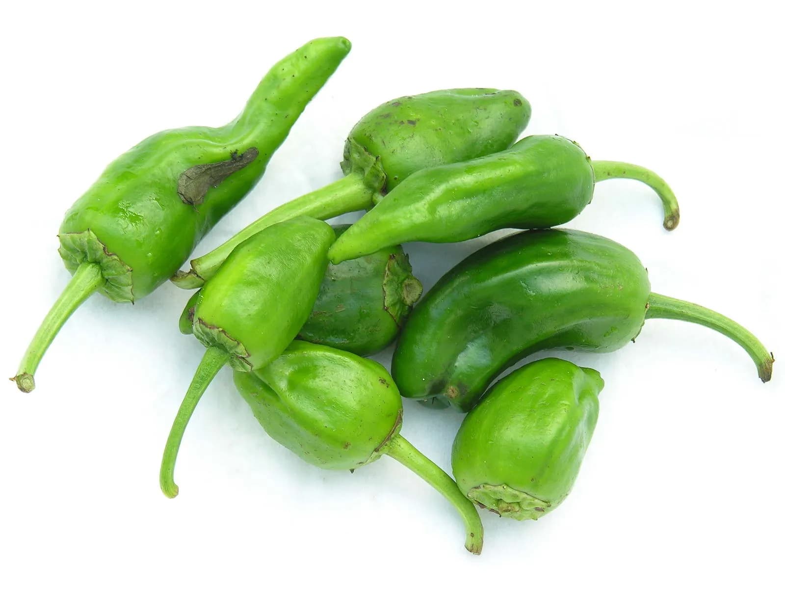 Pimiento Padrón