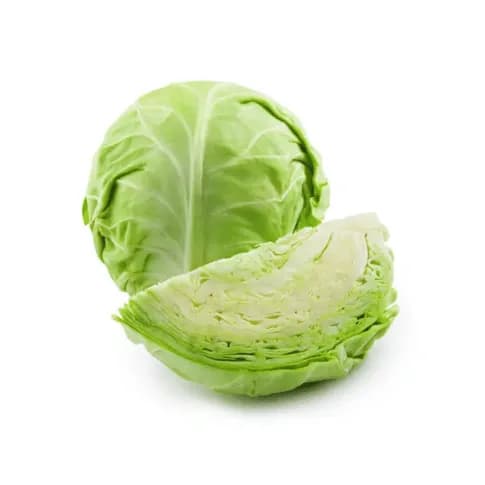 Repollo