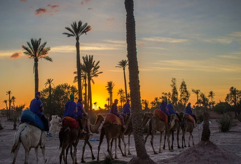 Camel Ride Half Day Afternoon in Marrakech Palm Grove