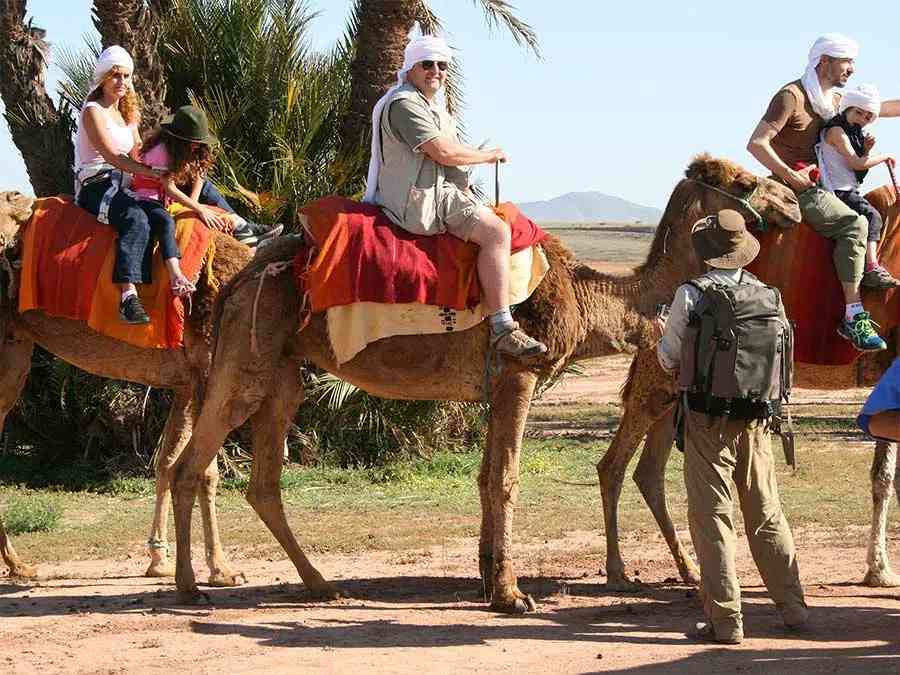 Camel Ride Morning Half Day in Marrakech Palm Grove