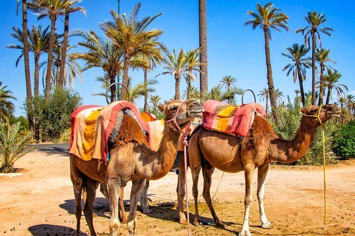 Camel Ride Full Day in Marrakech Palm Grove