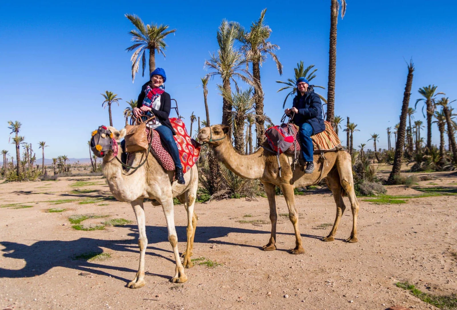 Camel Ride Full Day in Marrakech Palm Grove