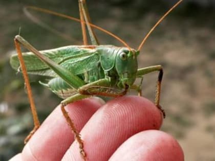 Вредные перелётные гости: саранча из Краснодарского края перебралась в Крым