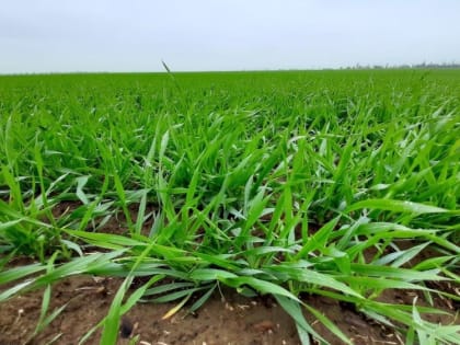 Андрей Савчук: В прошлом году площадь застрахованных посевов яровых и озимых культур, а также плодовых садов в республике увеличилась в 2,5 раза