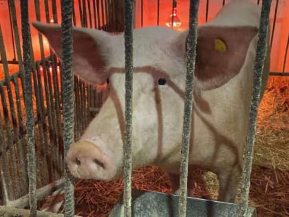 Ветеринары бьют тревогу: в Крыму проверяют животных на бруцеллез