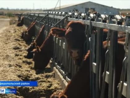 Коровы с фермы под Симферополем привыкли к уважению