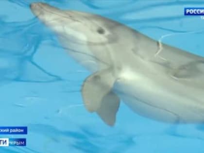 После разлива мазута в Чёрном море у дельфинов могут развиться системные заболевания