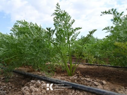 В Крыму ожидают увеличения урожайности овощей благодаря капельному орошению