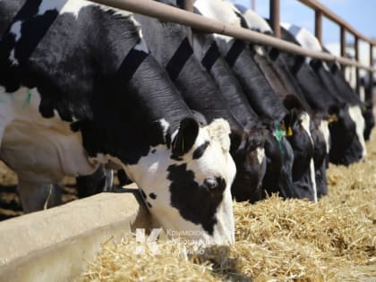 В Белогорском районе выявили случаи заражения крупного рогатого скота бруцеллезом