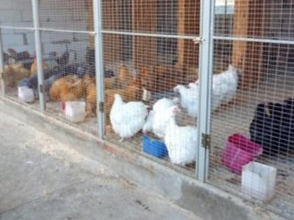 Цены на куриное мясо вызвали недовольство у Главы Крыма