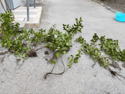 С добрыми делами депутаты Госсовета Республики Крым