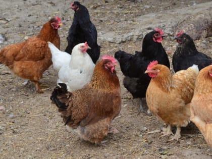 «Во всём виноваты перекупщики!»