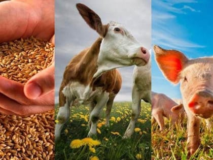 Владельцы 9 личных подсобных хозяйств Красноперекопского района получили субсидии на развитие