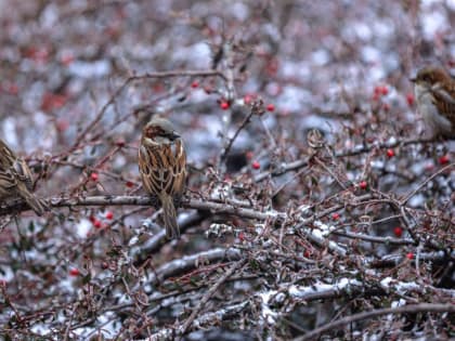 Погода в Крыму 16 февраля: пасмурно и почти без морозов
