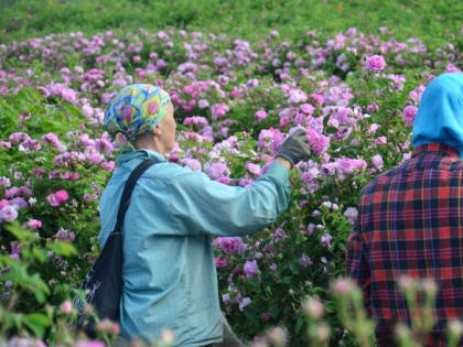 Лети, лети, лепесток