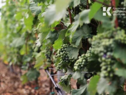 Более 400 предприятий Крыма экспортируют свою продукцию за рубеж