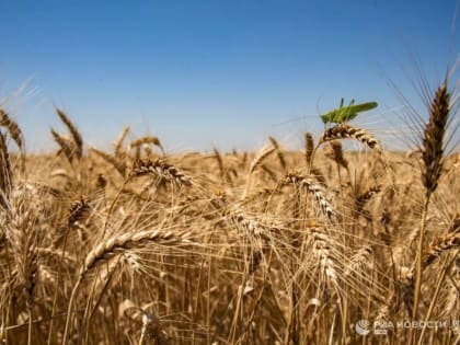 "Санкции нам помощник" – министр сельского хозяйства РК
