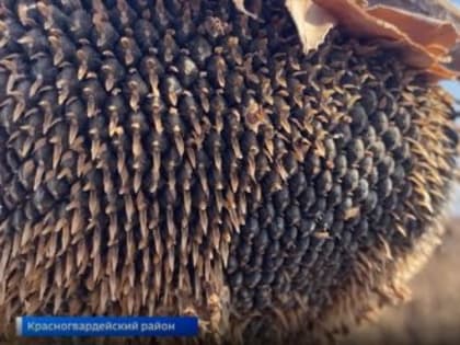 Альтернативное топливо из лузги подсолнечника производят в Крыму