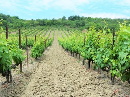 Крым национализировал квартиру Зеленского, здание меджлиса и «Алеф-Виналь-Крым»