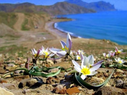 Погода на 13 января: в Севастополе и Крыму продолжается «весна»