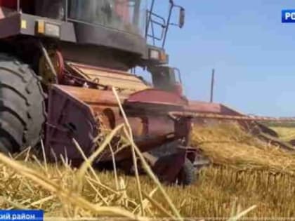 Урожай риса, который собирают сегодня в Крыму, останется на полуострове