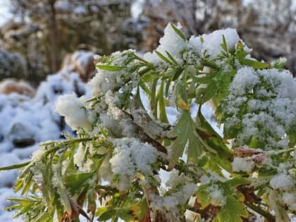 Погода в Крыму 3 февраля: снег, дождь и холод