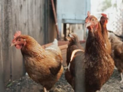 В Евпатории подорожали яйца и курица