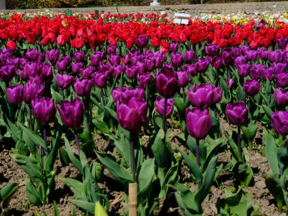 В Никитском Ботаническом саду стартовал парад тюльпанов