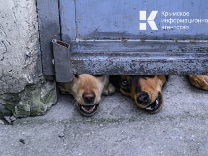 Угроза бешенства: как предотвратить заражение и оказать первую помощь при укусах животных