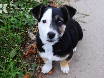 Эксперт рассказал, как защитить домашних животных от клещей